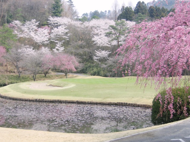 茨城県阿見ゴルフクラブ 桜を愛でながらのコンペはいかがでしょうか 開花予報ごご確認ください 3月25日ころ 4月初旬が見ごろです クラブハウス前 Out 4番グリーン奥がお勧めです コースガイド 予約する 鹿島の杜カントリー倶楽部 茨城県鹿島の杜