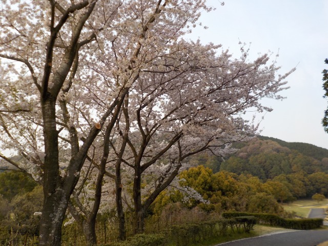 チサンカントリークラブ北条